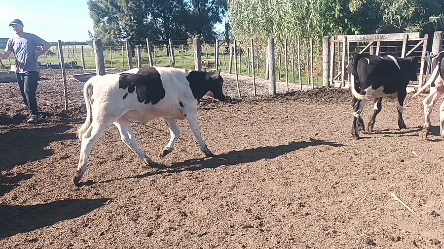 Lote 37 Terneros Holando Argentino en Moises Ville, Santa Fe
