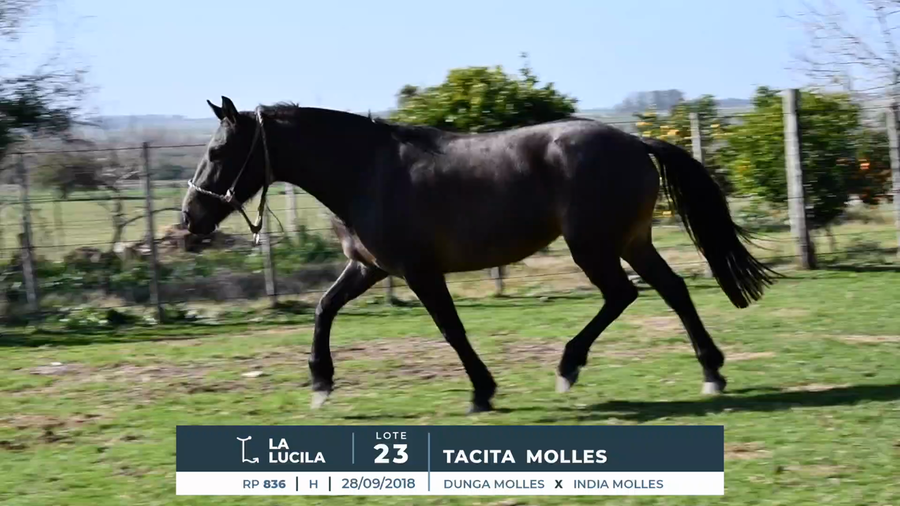 Lote TACITA MOLLES