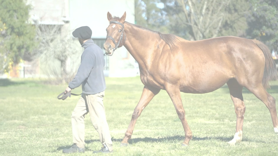 Lote MUSETINA (TRUE CAUSE -  RIVER DOE) Preñez de DADDY LONG LEGS