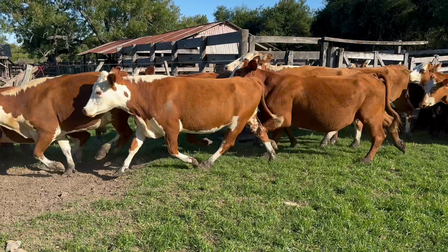 Lote 36 Vacas nuevas C/ gtia de preñez en Corrientes, Curuzú-Cuatiá