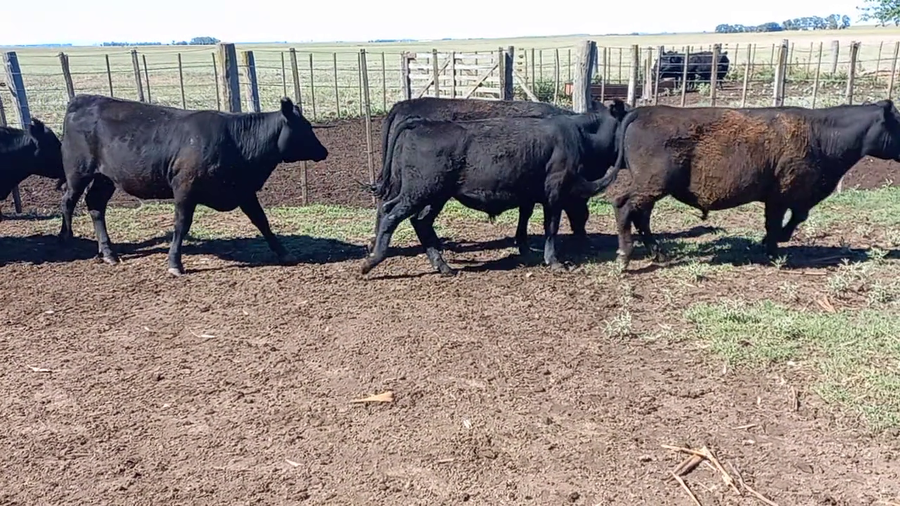 Lote 45 Terneros/as en Guaminí, Buenos Aires