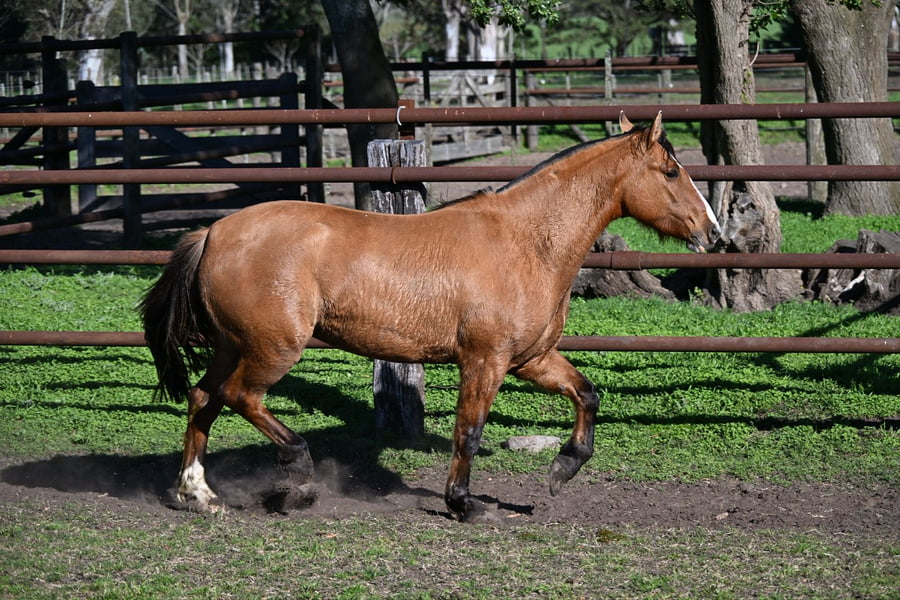 Lote ORACION REMEMBRANZA