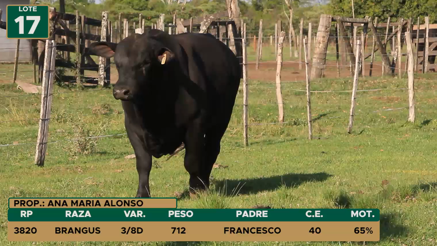 Lote TOROS LOTE 17