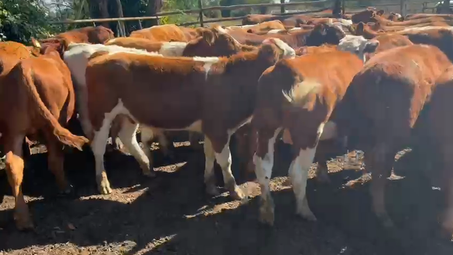 Lote 60 Ternero en San Clemente, VII  Región Maule