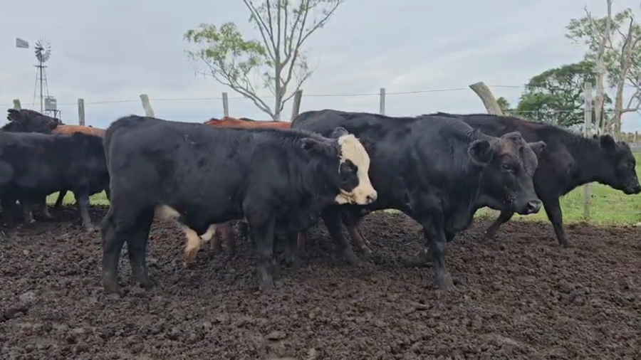 Lote 61 Terneros/as en Entre Ríos, El Redomón