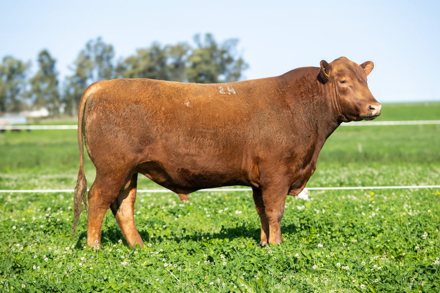 Lote Don Jose - 3- Toros - RP 24