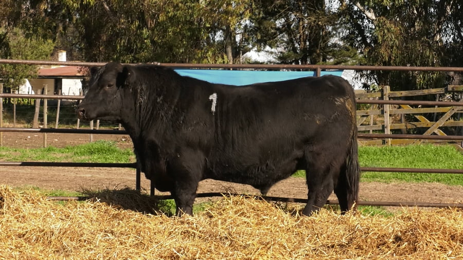 Lote TOROS ANGUS NEGROS PC