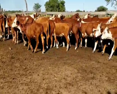 Lote 35 Terneros en Villaguay, Entre Ríos