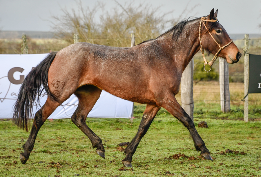 Lote GUAPITA LA FLECHILLA