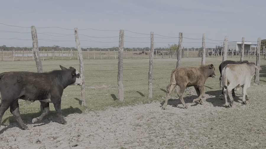 Lote 60 Terneros en Corrientes, San Luis del Palmar