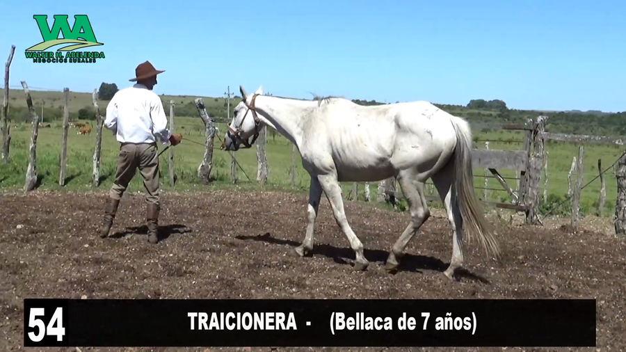 Lote TRAICIONERA