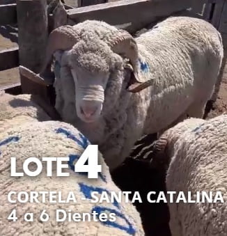 Lote Lote 4