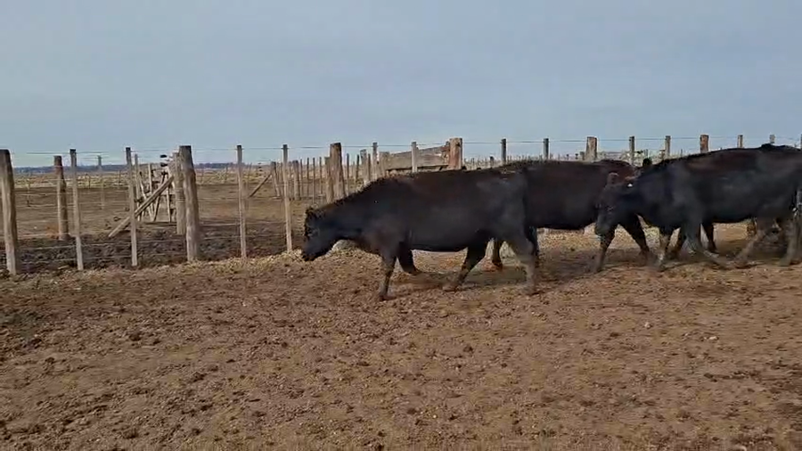 Lote 80 Vacas nuevas C/ gtia de preñez en Buenos Aires, Tapalqué