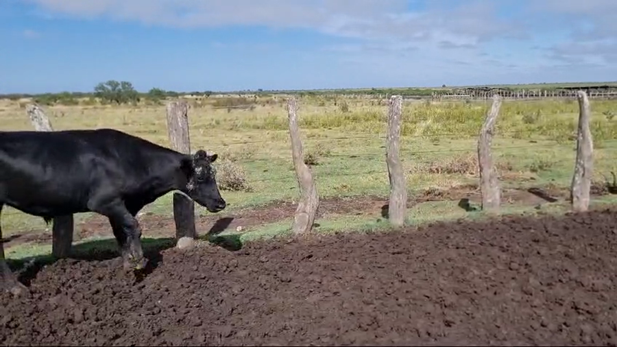 Lote 107 Novillos en Corrientes, Curuzú-Cuatiá