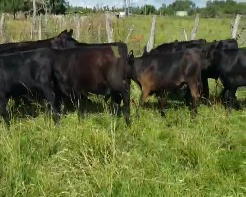Lote 27 Terneros/as en Villaguay, Entre Ríos
