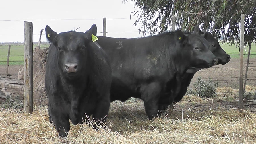 Lote TOROS PUROS POR CRUZA