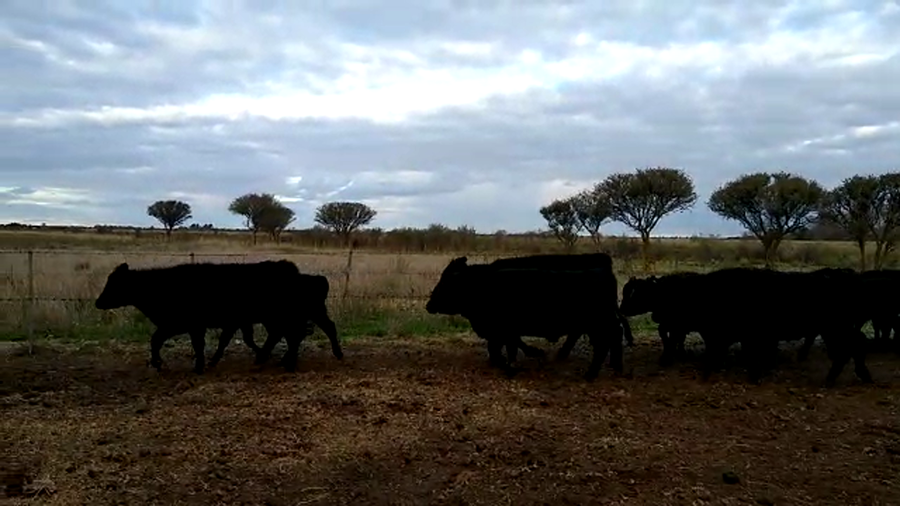 Lote 57 Terneros en Mayor Buratovich, Buenos Aires