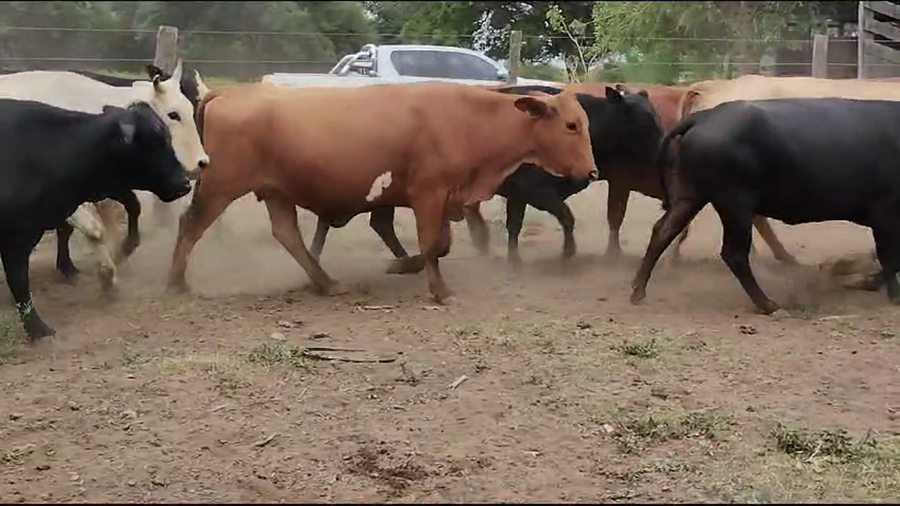 Lote 32 Vacas nuevas Preñadas en Quimilí, Santiago del Estero