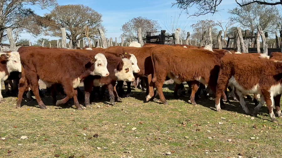 Lote 62 Terneros/as