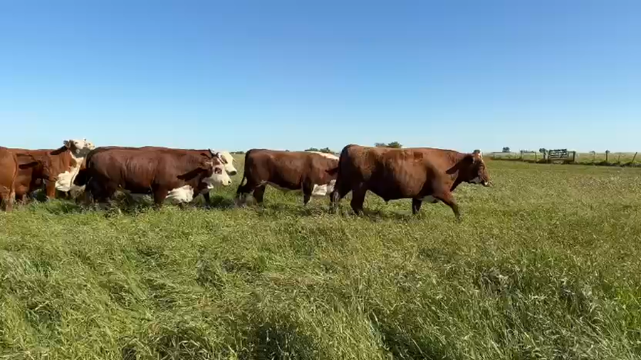 Lote 32 Novillos exportación