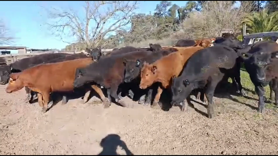 Lote 24 Novillitos