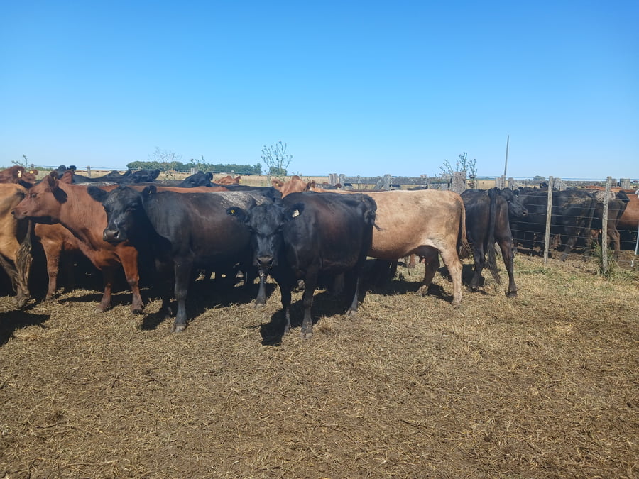 Lote 30 Vacas CUT preñadas