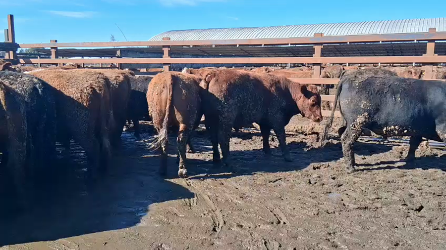 Lote 40 Novillo Gordo en Los Ángeles, VIII Región Biobío