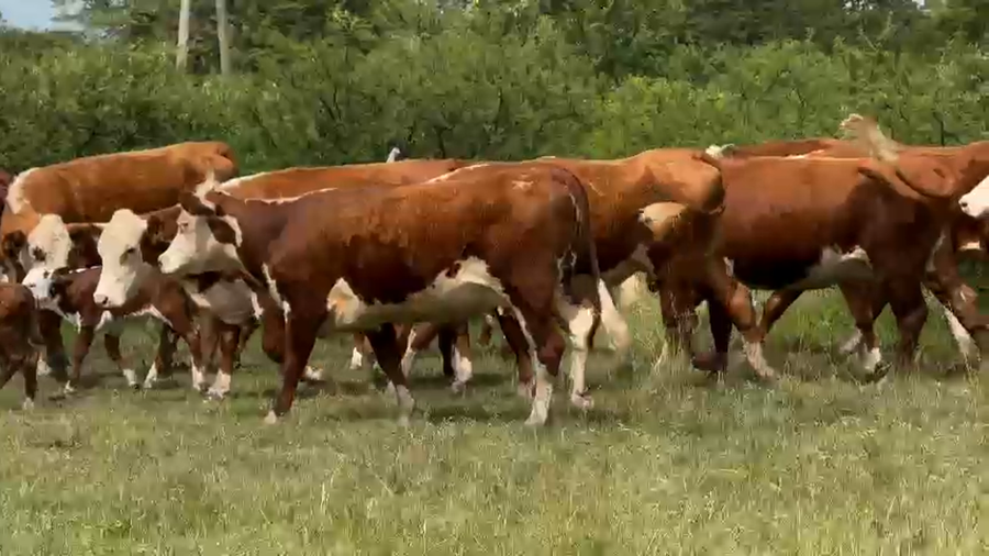 Lote 80 Vaquillonas C/ cria