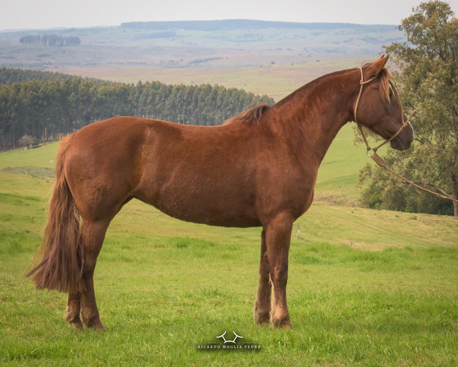 Lote Criollos da Fronteira El Gavilán Julieta