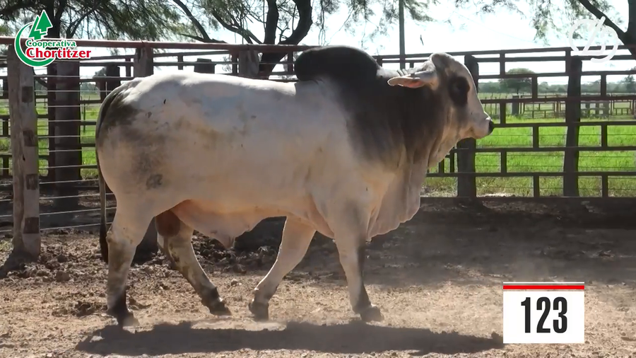 Lote Brahman