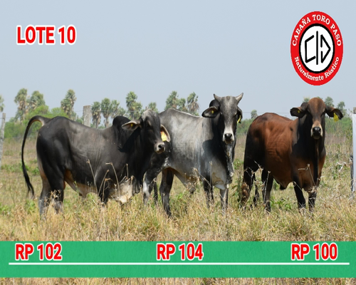 Lote CABAÑA "TORO PASO" RP102-104