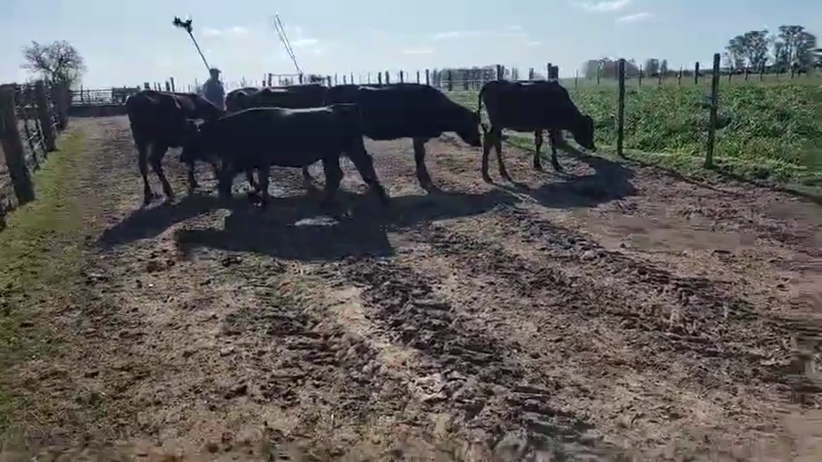 Lote 5 Vaquillonas  a remate en Pantalla Camy, San José