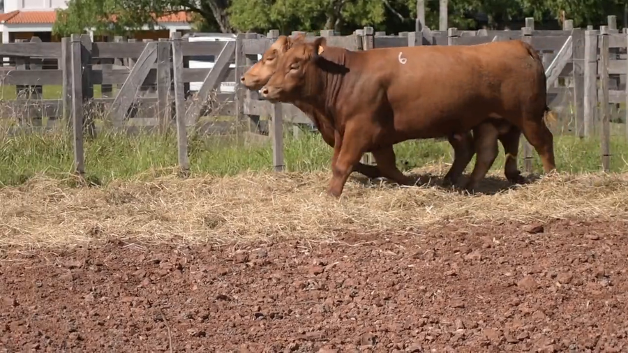 Lote 2 Toros a remate en DON PATRICIO - LIMANGUS, Salto