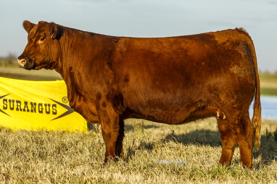 Lote Vaquillonas y Terneras La Juanita