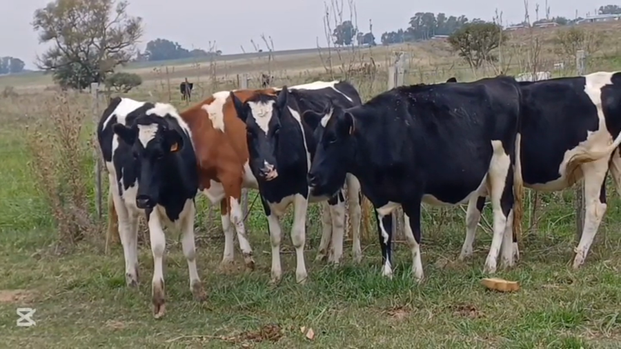 Lote VAQUILLONAS HOLANDO