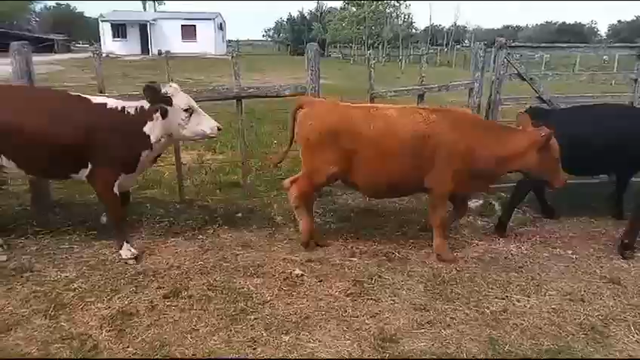 Lote 13 Terneras Angus y Hereford a remate en 9° Entre Martillos 185 kg -  en Rincón de conde