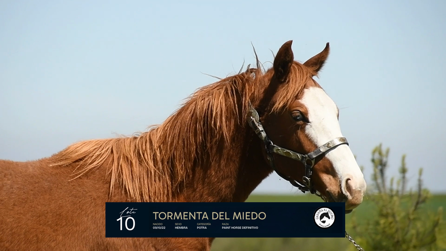 Lote TORMENTA DEL MIEDO