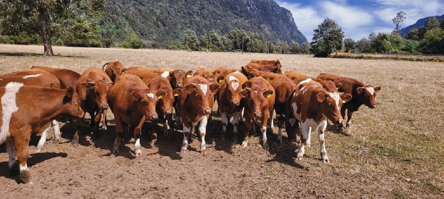 Lote 50 Novillo Engorda en Futrono, XIV Región Los Ríos