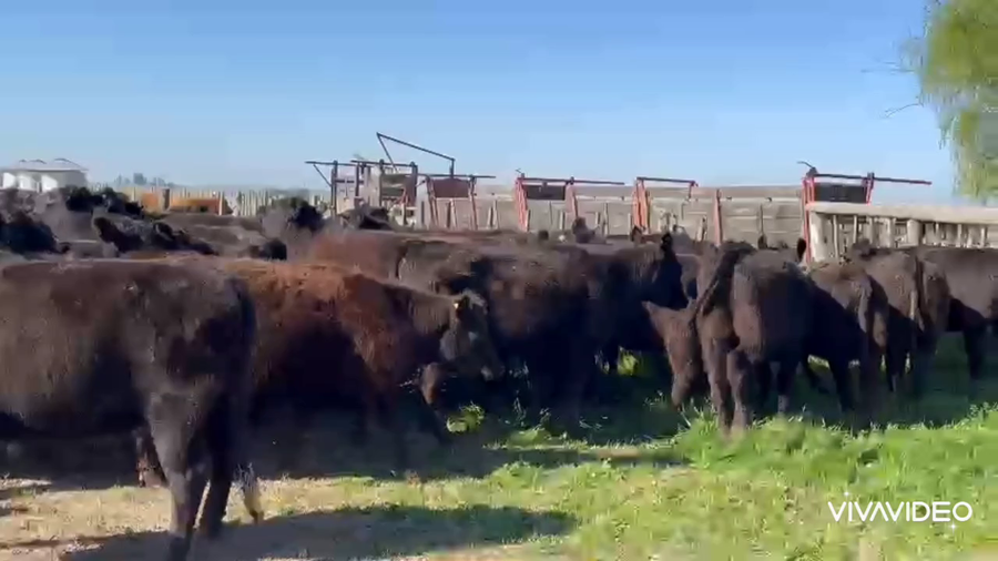 Lote 46 Vaquillonas C/ gtia de preñez en Cañuelas, Buenos Aires