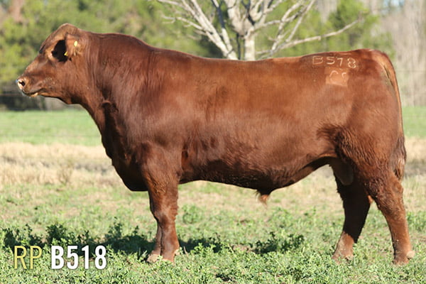 Lote 3 TOROS PUROS DE PEDIGREE