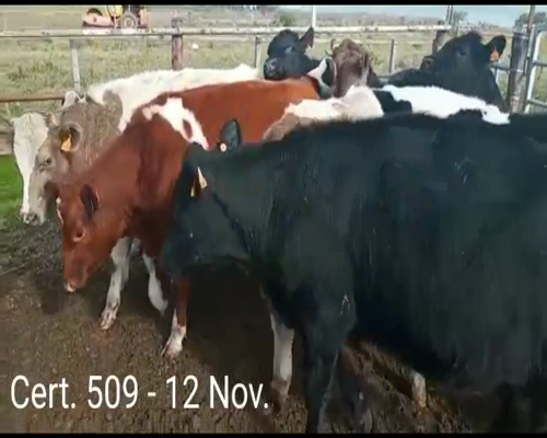 Lote (Vendido)12 Novillos 6 HE/ AA - 1RA/ HO - 2 CH - 1 HO - 2AA/ HO      a remate en Remate virtual de Coco Morales & Asoc. 315kg -  en  CAMINO CUCHILLA DEL PERDIDO A 12 KM DE CARDONA