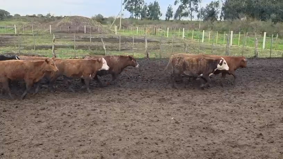 Lote 100 Terneros/as