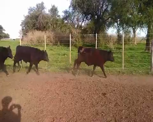 Lote 45 Novillitos en Brandsen, Buenos Aires