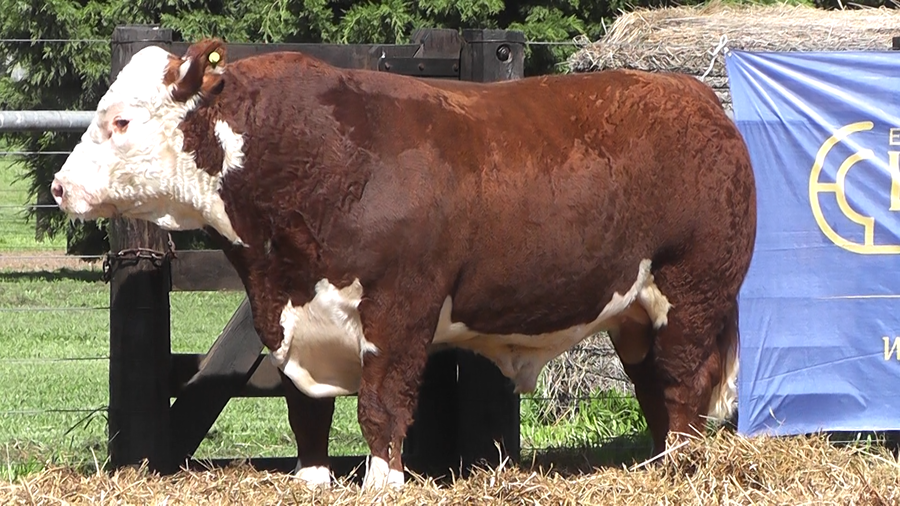 Lote TOROS P. HEREFORD PURO PEDIGREE