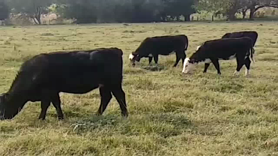 Lote (Vendido)5 Vaquillonas 1 a 2 años ANGUS Y CRUZAS a remate en Pantalla Camy Mayo - Desde La Cuenca 220kg - , San José