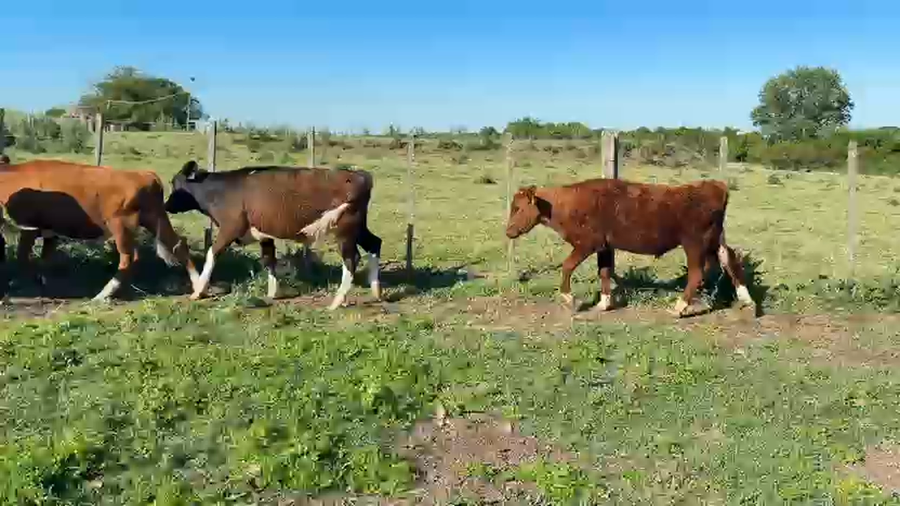 Lote TERNEROS