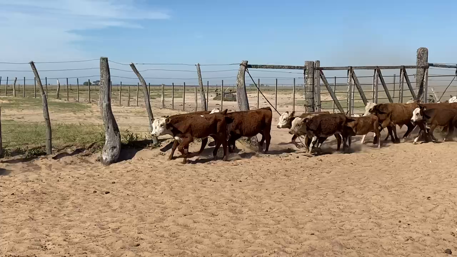 Lote 88 Terneros/as en Esquina, Corrientes