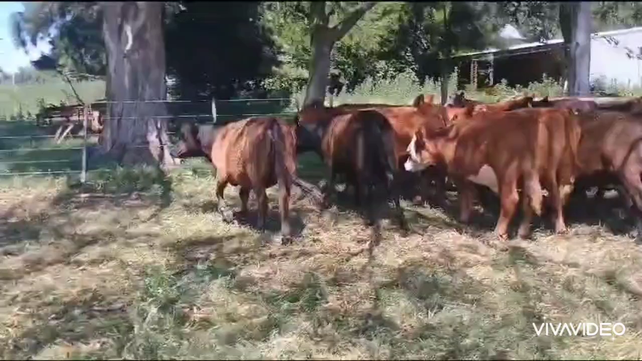 Lote 36 Novillitos y vaquillonas
