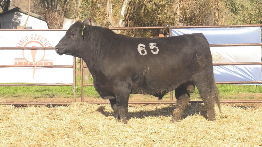 Lote TOROS ANGUS NEGROS  PC