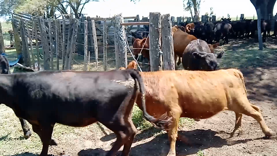 Lote 30 Terneros/as en Salazar, Buenos Aires